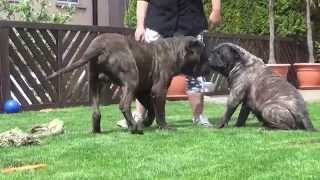 Dogo Canario Wurfplanung 2015 Heidi und Butze [upl. by Arnon155]