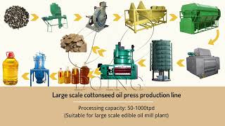 Cottonseed oil production process and cottonseed oil processing machine showing video [upl. by Aihsit707]