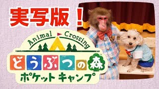 リアル動物で実写版！「どうぶつの森 ポケットキャンプ」 [upl. by Ynnavoig672]