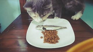 My Cats Favorite Food Is Boiled Fish  Cat Videos [upl. by Aicella311]