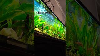 55 GALLON PLANTED TANK aquaescapetx aquarium fishtank fish aquariumfish aquascape aqua [upl. by Aniweta]