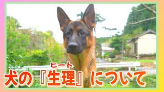 訓練士 松尾晴美 犬の『生理（ヒート）』について ～西九州警察犬訓練所～ [upl. by Keisling]