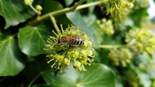 EfeuSeidenbiene Colletes hederae [upl. by Enilhtak855]