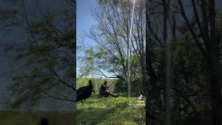 Turkey season 2023 practice makes perfect 🤙 novembersouth selfbow americana [upl. by Cosette]