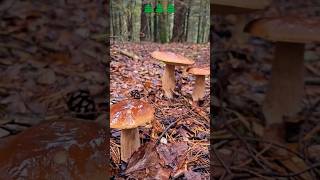 🍄‍🟫🌲🍄‍🟫⛰️🍄‍🟫pilze mushroom грибы nature boletus fungi shorts grzyby houby грибочки [upl. by Niatsirk]