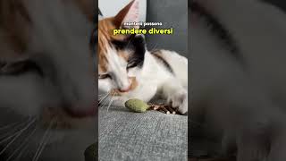 Calico Tortie o Torbie 🧡🤍🖤 cat gatti gatto perte catlover pets animali animals funny [upl. by Rekab]