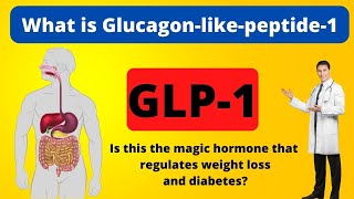 What is Glucagonlike Peptide 1 GLP1 [upl. by Adihsar684]