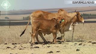 Boran Breeding Excellence JB Borane Presents JBB 1734 Lot 2 at the Diamond Boran Auction [upl. by Helbon]