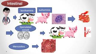 Sarcocystis sarcosporidiosis [upl. by Portie]