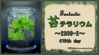 Moss Terrarium ～23092～ Long Ver コケリウム terrarium 苔テラリウム 苔 moss [upl. by Eedyak663]