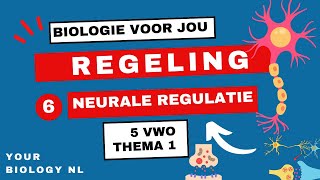 5 vwo  Regeling  6  Neurale regulatie [upl. by Qooraf]