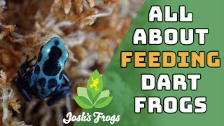 How Often To Feed Your Dart Frogs [upl. by Yborian96]