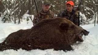 Best Boar Hunting Bear Mountain Michigan [upl. by Ardnaet]