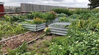 Raised Bed Garden Tour our garden REDEMPTION story [upl. by Bettye]