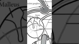 Lesser petrosal nerve [upl. by Mendel]