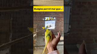 Budgies parrot mar gya😭 petlover minivlog budgiesvlog pigeon budgieslovers birds budgiesfam [upl. by Sayette]