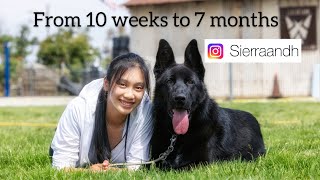 Watch my black German shepherd pup grow from 10 weeks to 7months [upl. by Jemy]