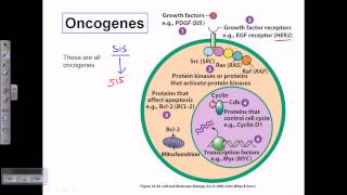 Types of oncogene [upl. by Ahseit]