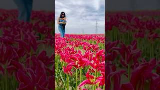 Tulips🌷 canada summer throwback nature flowers colors tulip youtubeshorts photography fyp [upl. by Dranyam]