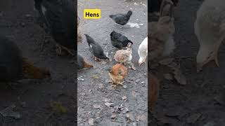 chicken Hens peck at a millet slavaukraini [upl. by Vogel66]