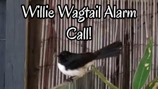 Australian Willie Wagtail Alarm Call [upl. by Rebah]