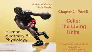 Anatomy amp Physiology Chapter 3 Part D Lecture [upl. by Iene476]