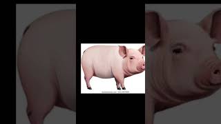 troll face with pig and lion memes trollface edit funny music freefire trending shortsfeed [upl. by Vincent]