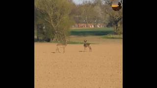 Охота на козла в Германии добыто два трофея hunting bockjagd caccia охота охотанакосулю [upl. by Yrakcaz]