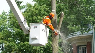 Lagrile du frêne fait des ravages à Québec [upl. by Gary]