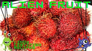 RAMBUTANS HOW TO EAT THIS AMAZING FRUIT😜 [upl. by Noami]