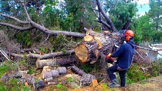 100 Chinese chainsaw test and review by a professional logger [upl. by Anivek]