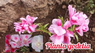 cómo cuidar planta clarkia o godetia decojardinamy [upl. by Philly351]