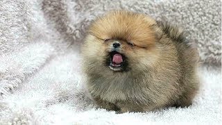 PUPPIES BARKING  Cute Puppy Barking Videos Compilation  DOGS BARKING VIDEOS [upl. by Tien]