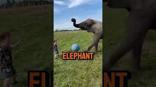 Elephants Play Soccer Bizarre Sports Around the Globequot shorts [upl. by Ardnalahs]