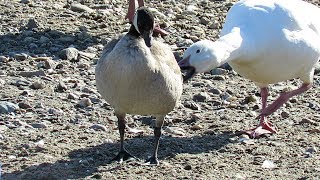 Cackling Goose assaulted by Snow Goose [upl. by Gnanmos]