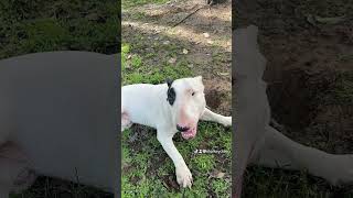 Bull terrier busted his head with a peach 🍑 tree while having zoomies attack bull wordwatch [upl. by Ardnaiek602]