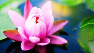 Thai Spa Music  Music for Massage Meditation Destress and Relaxation [upl. by Nwahsear]