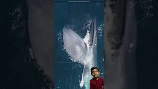 Blue whale ke fact  Sabse badi blue whale amazingfacts whalevomit whaletale whaleday [upl. by Clementas]