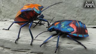 AwA Hibiscus Harlequin Stink Bugs adults and nymphs Tectocoris diophthalmus [upl. by Rockafellow]