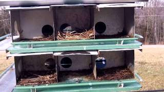 How to make Purple Martin rooms larger and Why [upl. by Starla]