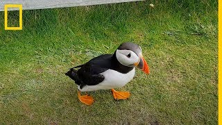 ¡Muy curioso Este FRAILECILLO se hace amigo de un TURISTA  National Geographic en Español [upl. by Sewel]