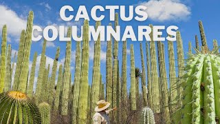 Los Cactus Columnares del Valle de Tehuacán  Puebla 🌵🌵 [upl. by Anaitat950]