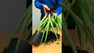 How To Propagate Aloe Plant By Division [upl. by Comptom]