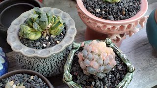 Haworthia on sale 10012024 📞 408 834 5979 LIÊNCHINH koreansucculents haworthiaaeonium [upl. by Aicnorev]