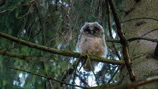 Waldohreule long eared owl [upl. by Slayton277]