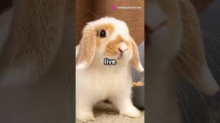 Meet the Adorable Mini Lop digicyclopedia shorts animals wildlife viral [upl. by Nnalyrehs391]