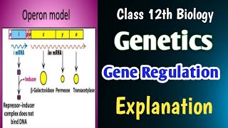 Regulation of Gene ExpressionClass 12th Biology neet board biology education [upl. by Marciano757]