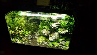 Setting up a 60l aquarium at the GSA 2019 contest [upl. by Scrope]