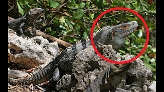 13 Fastest Lizards EVER [upl. by Hanshaw]