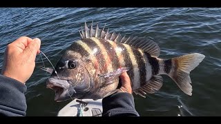 Fishing a cold front for Sheepshead and Redfish using Live Shrimp and Vudu Shrimp [upl. by Enileuqaj712]